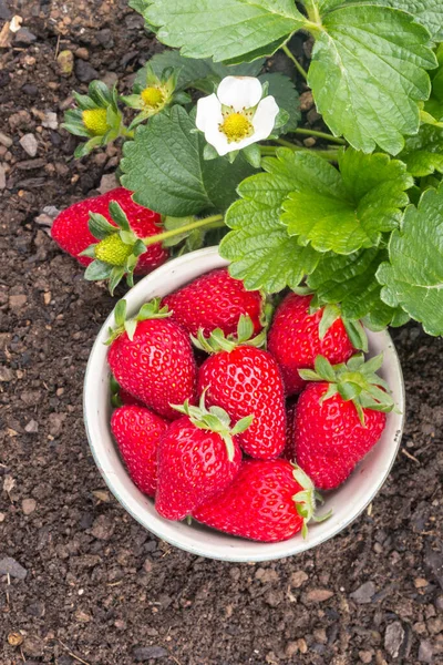strawberry plant with freshly picked strawberries in porcelain bowl and copy space
