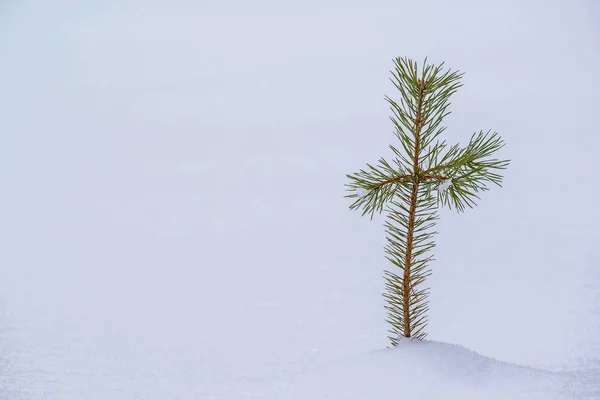 Small Pine Tree Snow Landscape — Stock Photo, Image