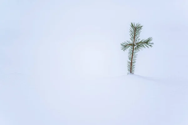 雪风景中的小松树 — 图库照片