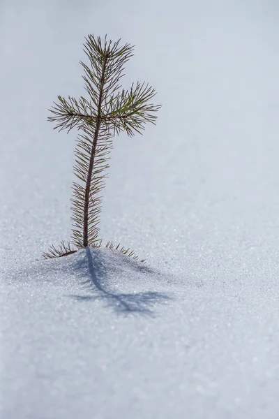 Kleine Naaldboom Sneeuwlandschap — Stockfoto
