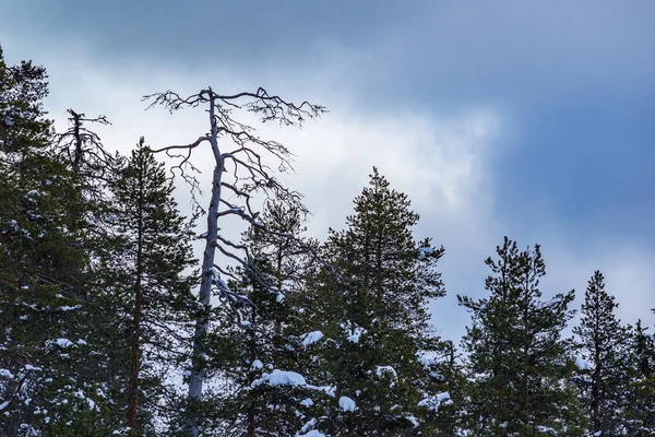 不気味な空とフィンランド北部の木 — ストック写真