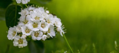 Alanlara beyaz çiçekler yaprak yeşil arka plan üzerinde. Peyzaj tasarımında bir yaşam çit kullanılan bir süs bitki ve sadece