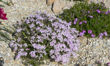 Kenar mahallelerin fenomeninden çiçek arkaplanı.