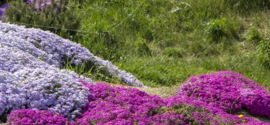 Kenar mahallelerin fenomeninden çiçek arkaplanı.