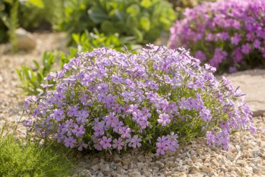 Phlox flowerbed üzerinde sürünen mor. Zemin örtüsü alp slaytlar ve rockeries oluştururken peyzaj içinde kullanılır