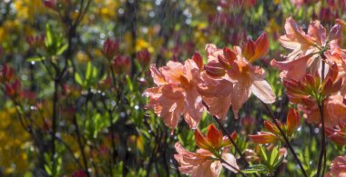 Bir tam otomatik sulama sistemi, su azaleas zeki Bahçe.