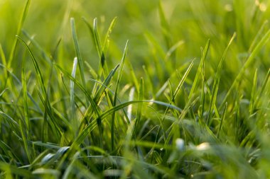 Sulu genç çimenli çim yakın çekim