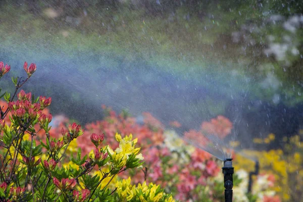 Jardim inteligente com um sistema de irrigação totalmente automático, azáleas de água . — Fotografia de Stock