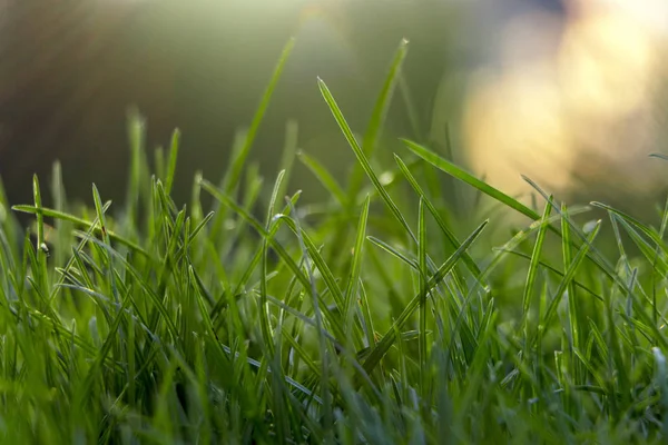 Juteux jeune gazon herbeux gros plan — Photo