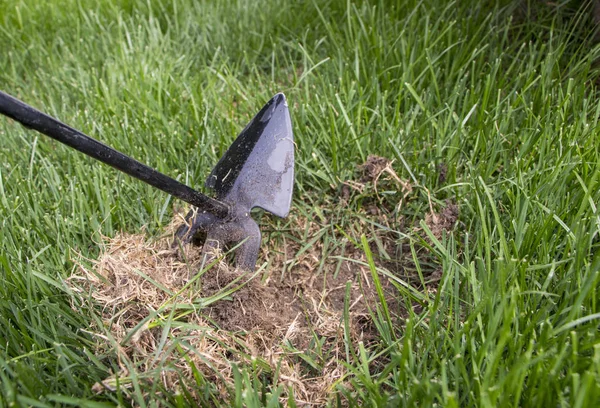 Jardinero reparación de césped hierba, después de lisiar las mascotas domashnim — Foto de Stock