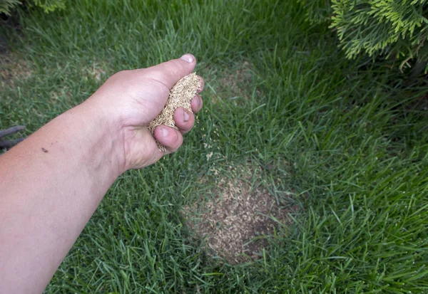 Jardinero reparación de césped hierba, después de lisiar las mascotas domashnim — Foto de Stock