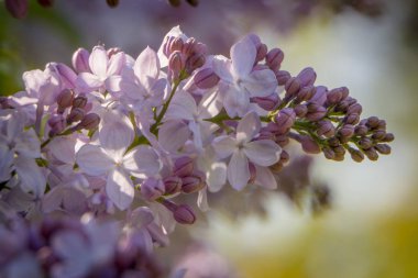 Güzel bahar eflatun çiçekler. yukarı perdesi