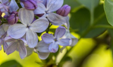 Güzel bahar eflatun çiçekler. yukarı perdesi