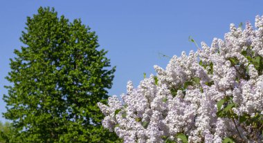 Güzel bahar eflatun çiçekler. yukarı perdesi