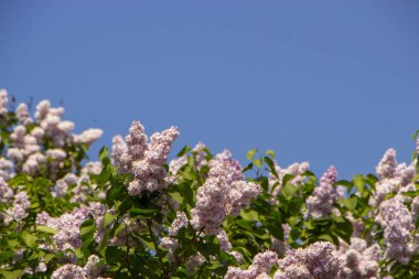 Güzel bahar eflatun çiçekler. yukarı perdesi