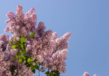 Pembe, mor, Syringa vulgaris Leylak veya ortak leylak, Aile Zeytingiller, çiçek doku, arka plan, kapatmak