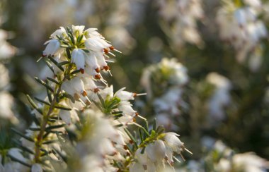 Vahşi beyaz ve pembe heather, açık havada makro yakın