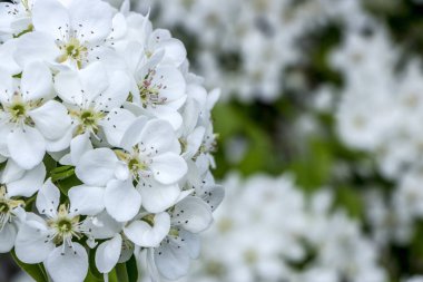 Güzel beyaz armut çiçek dal, gökyüzü.