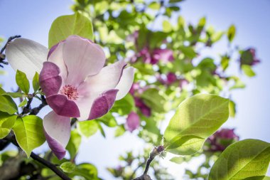 pembe Manolya çiçeği yakın çekim