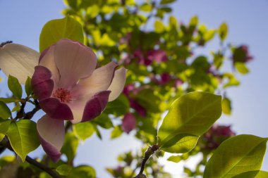 pembe Manolya çiçeği yakın çekim