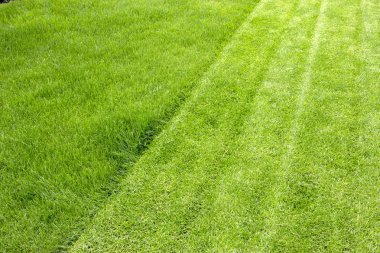 Sulu genç çimenli çim yakın çekim