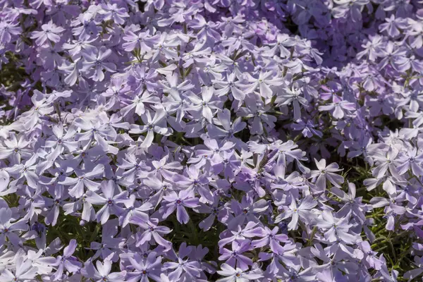 Hermosas flores de primavera lila. clode up — Foto de Stock