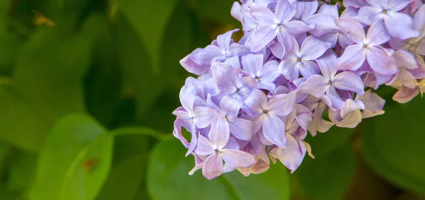 Hermosas flores de primavera lila. clode up — Foto de Stock