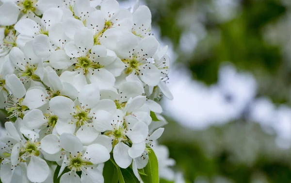 Krásná Bílá Hruška Květina Větvi Proti Obloze — Stock fotografie