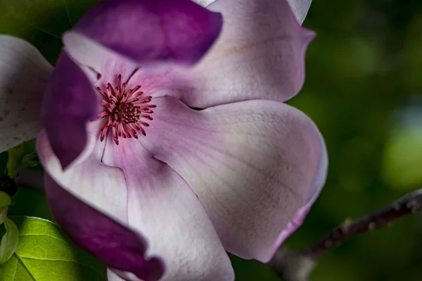 Крупный план цветения розовой магнолии — стоковое фото