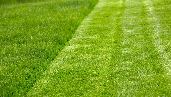 Сочная трава крупным планом Лицензионные Стоковые Фото