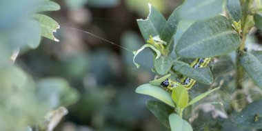 Cydalima perspectalis olarak en büyük pest için şimşir.