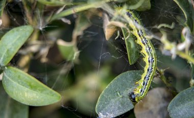 Cydalima perspectalis olarak en büyük pest için şimşir.