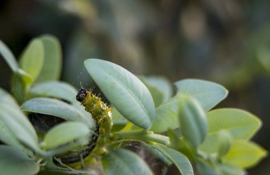 Cydalima perspectalis olarak en büyük pest için şimşir.