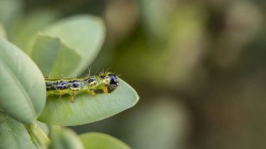 Cydalima perspectalis olarak en büyük pest için şimşir.