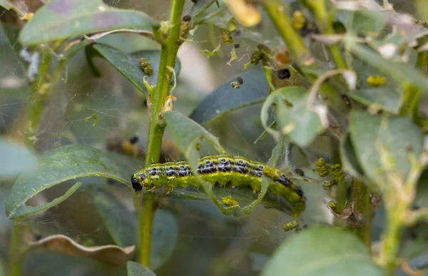 Cydalima perspectalis as the biggest pest for buxus.