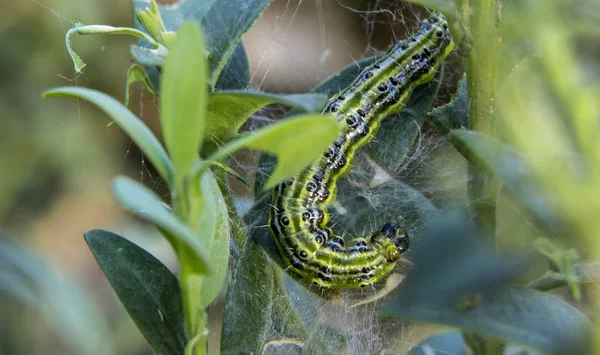 Cydalima perspectalis as the biggest pest for buxus.