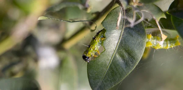 Cydalima perspectalis jako největší škůdce pro buxus. — Stock fotografie