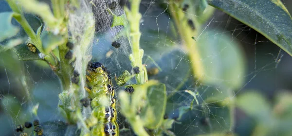 Cydalima perspectalis jako největší škůdce pro buxus. — Stock fotografie