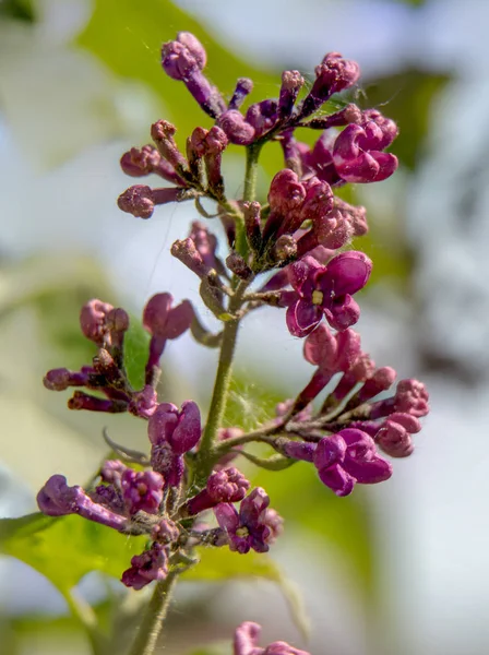 Spider mite, wrecker. Destroys clusters of violet lilac flowers. lilac