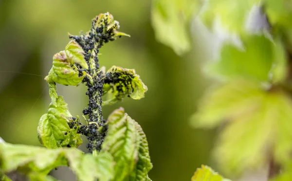 Spinnmilbe, Wrack. zerstört Trauben von violetten lila Blüten. flieder — Stockfoto