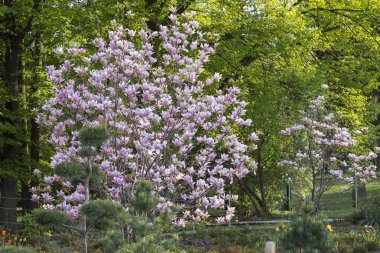Magnolia ağacı çiçek açtı. Bir sürü narin çiçek