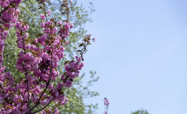 Grishko Botanik Bahçesi, Ukrayna, Kiev. Sakura çiçek açması ile Alley