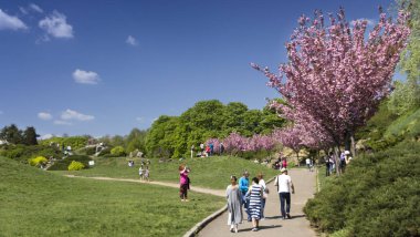 29 Nisan 2018. Grishko Botanik Bahçesi, Ukrayna, Çiçek Açan Sakura flosers ile Kiev Alley
