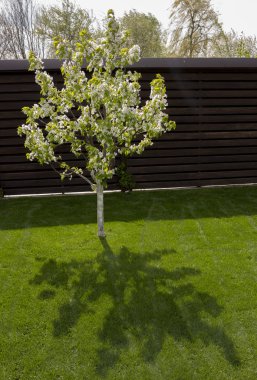 Yeşil çimenlerin üzerinde arka bahçede büyüyen cüce kiraz