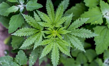 Esrar bitki örtüsü arka plan fotoğraf. Bush esrar closeup Üstten Görünüm