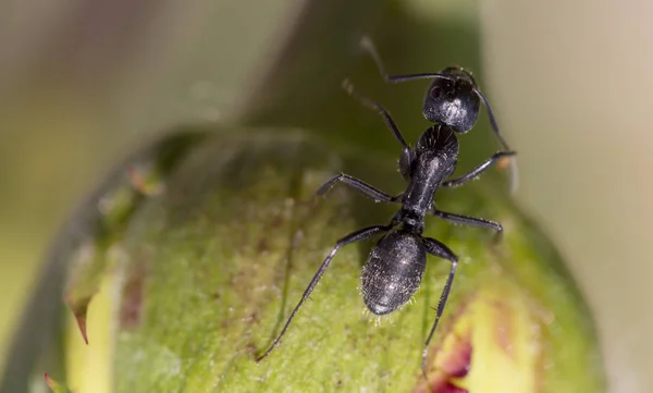 Hormiga negra en naturaleza verde de cerca — Foto de Stock