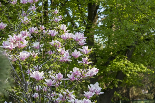 Árbol de magnolia en flor. Muchas flores tiernas — Foto de Stock