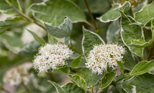 Çiçek açan elderflower Bahçe yaşlı, Mürver, siyah yaşlı, Avrupa yaşlı, Avrupa mürver ve Avrupa siyah mürver.