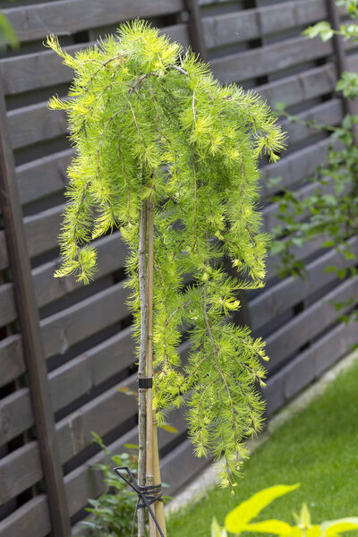 Lamenting larch on a stump, against a wooden fence