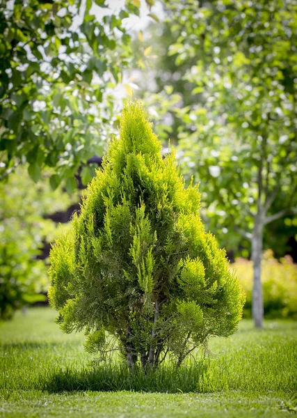 Thuja brabant thuja occidentalis thuja plicata arborvitae ball close up. — 스톡 사진